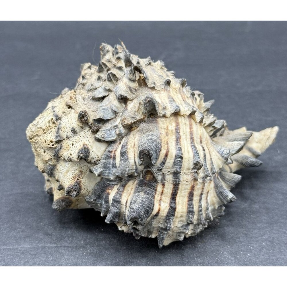 Banded Dye-Murex Rock Snail Murex Seashell Nautical Ocean 5x4"